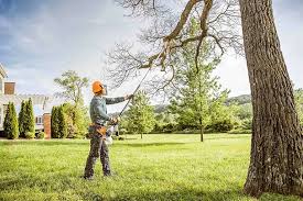 Best Fruit Tree Pruning  in Jefferson, GA