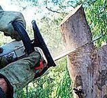 Best Tree Health Inspection  in Jefferson, GA