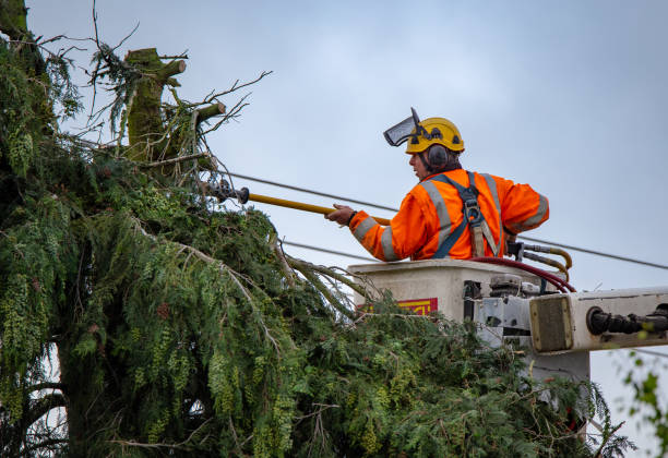 Best Emergency Tree Removal  in Jefferson, GA